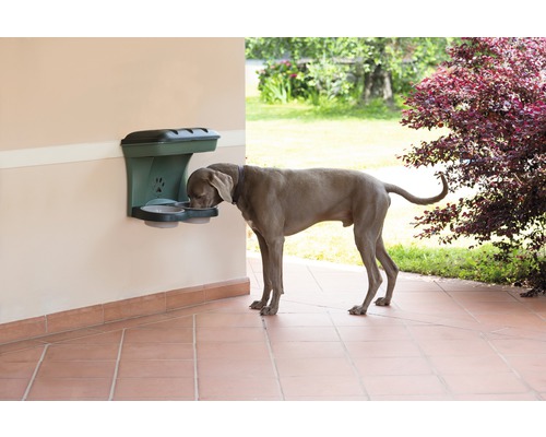 Hond drénkt aus enger un der Mauer montéierter Fidderbecher dobaussen