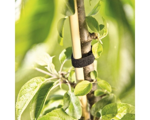 Arbre avec bande de fixation pour la stabilisation sur le poteau de support
