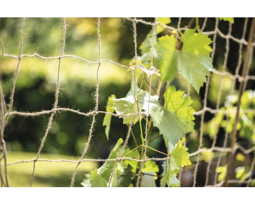 Gartenzaun mit Weinreben