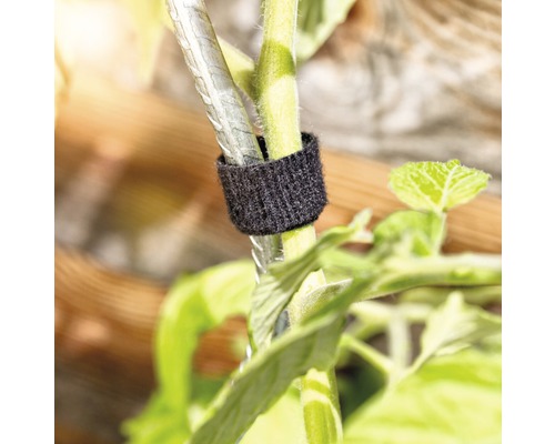 Tige de plante fixée à un tuteur avec une attache velcro