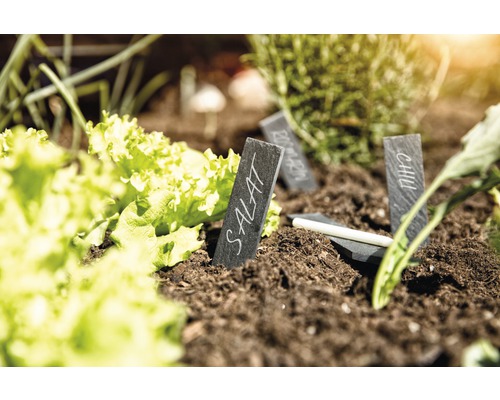 Jardin potager avec salade, herbes aromatiques et ardoises d''identification