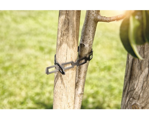 Attache d''arbre pour fixer les jeunes arbres