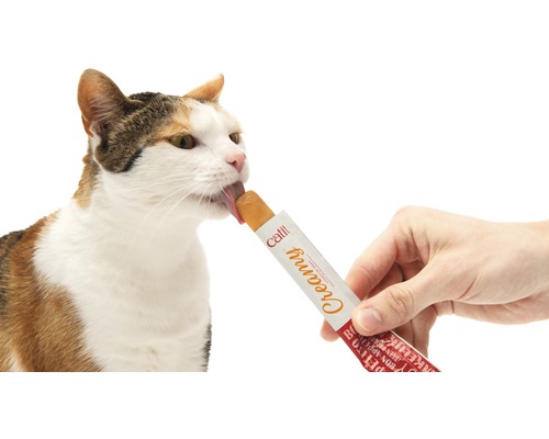 Chat léchant une friandise pour chat dans un tube