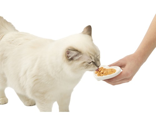 Chat mangeant de la nourriture dans un bol en forme de cœur