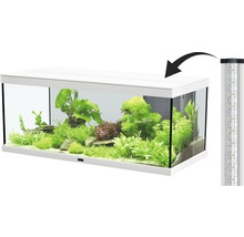 Aquarium avec plantes et poissons et éclairage