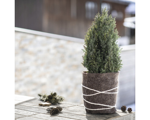 Cyprès d''intérieur en pot avec bande de feutre de laine sur une table en bois