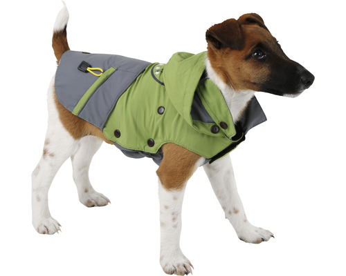 Chien avec manteau pour chien vert et gris