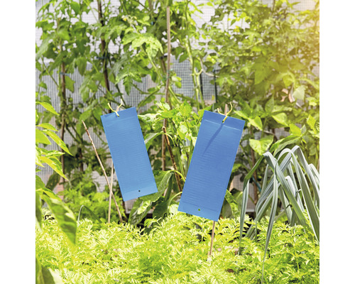 Zwei Insektenleimtafeln im Gemüsegarten zur Schädlingsbekämpfung.