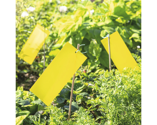 Gelbtafeln zur Schädlingsbekämpfung im Garten.