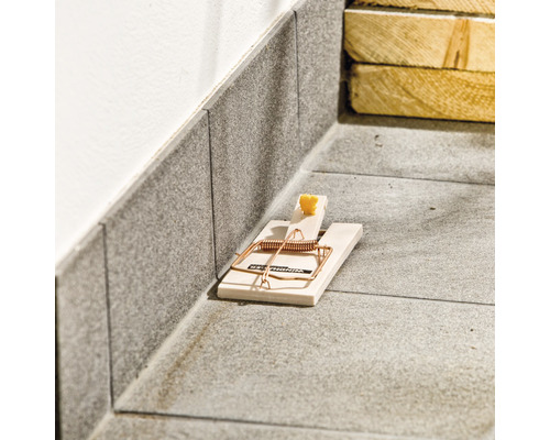 Mausefalle mit Käsestück als Köder auf dem Boden