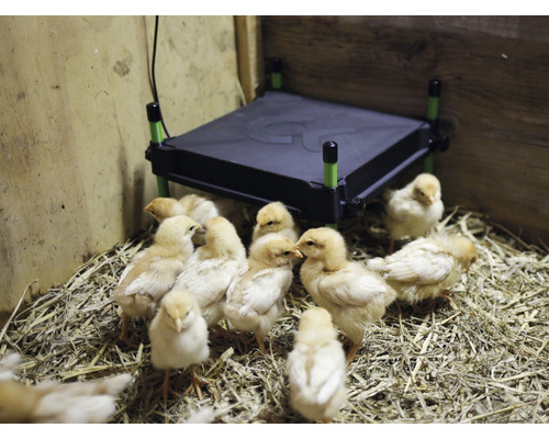 Küken unter einer Wärmeplatte in einem Stall