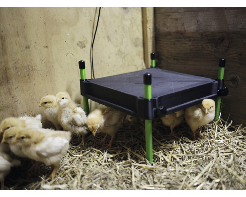 Küken unter einer Wärmeplatte im Stall