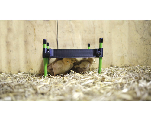 Küken unter einer Wärmeplatte im Stall