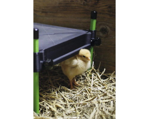 Ein Küken unter einer erhöhten Plattform im Stroh.