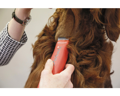 Eine Person trimmt das Fell eines Hundes mit einer Aesculap Schermaschine.