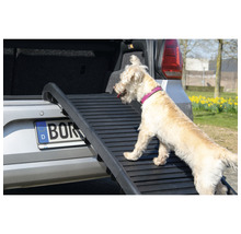 Chien montant une rampe pour chiens dans le coffre d’une voiture.