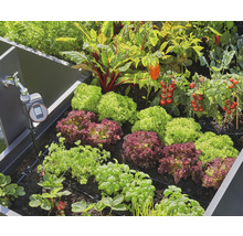 Kit d'arrosage GARDENA Micro-Drip kit de démarrage massif automatic (pour jusqu'à 35 plantes à massifs)