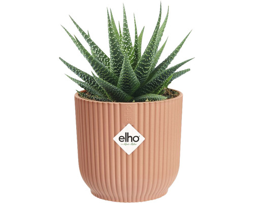 Haworthia-Topfpflanze in geripptem Topf mit Elho Logo