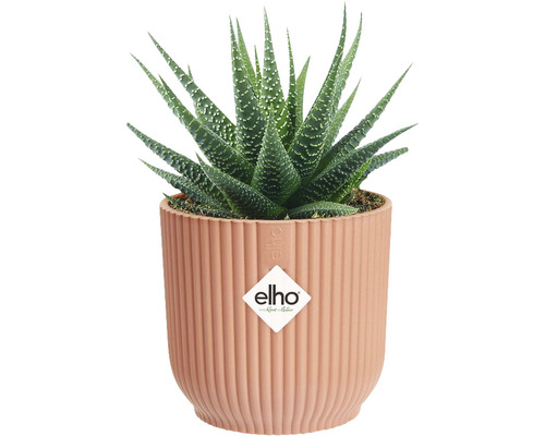 Haworthia Pflanze in einem Topf mit vertikalen Rillen und Elho Logo.
