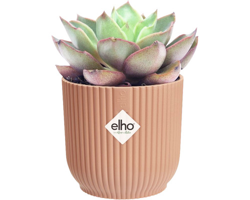 Sukkulente in einem gerippten Blumentopf mit Elho Logo