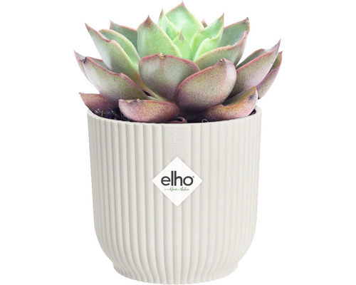 Sukkulente in einem gerippten Übertopf