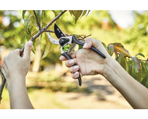 Une personne coupe une branche avec un sécateur.