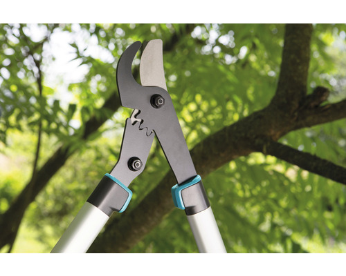 Sécateur devant un arbre