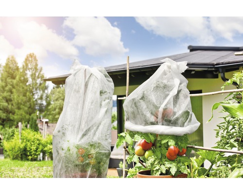Zwei Tomatenpflanzen mit Vlieshauben im Garten