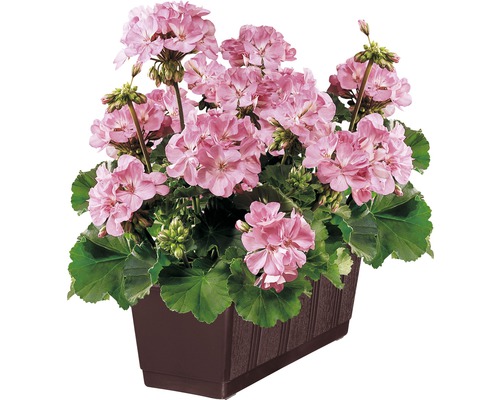 Pélargonium zonale FloraSelf Pelargonium zonale pot Ø 13 cm