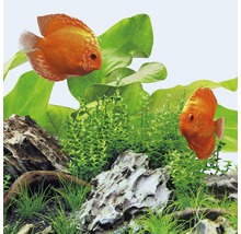Aquariumbeleuchtung Juwel LED Day 17 W 895 mm-thumb-4 Aquariumbeleuchtung Juwel LED Day 17 W 895 mm-thumb-4