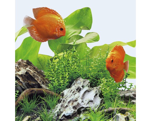 Décoration d''aquarium avec poissons discus, plantes et pierres