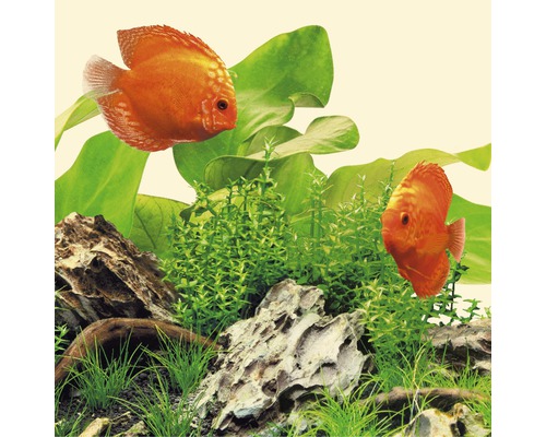 Décoration d''aquarium avec poissons-disques, plantes aquatiques et pierres