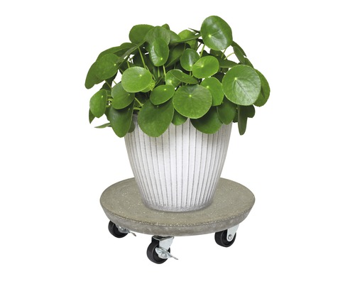 Plante d''intérieur en pot sur rouleau pour plantes