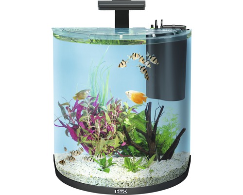 Aquarium rond avec poissons et plantes