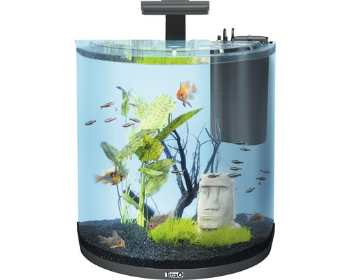 Aquarium avec poissons, plantes et figurines décoratives