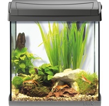 Aquarium avec plantes, pierres et écrevisses