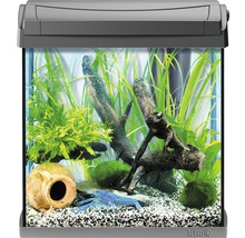 Aquarium décoratif avec plantes, racines, amphore et crevette