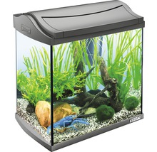 Aquarium aménagé avec plantes, pierres, une racine et une écrevisse