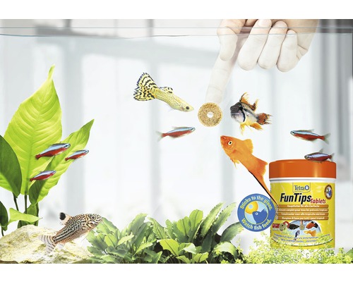 Aquarium mit Fischen und Tetra FunTips Tablets Fischfutter