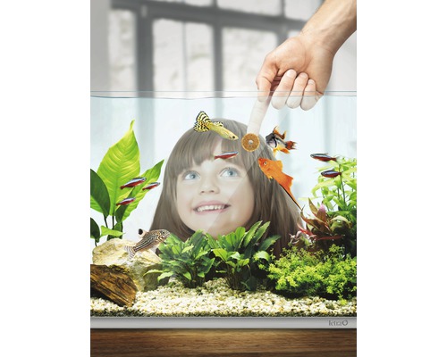 Dekoratives Aquarium mit Fischen und Wasserpflanzen, transparente Glasscheibe, eine Hand füttert Fische