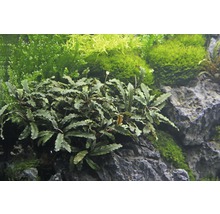 Bucephalandra à feuilles ondulées - Bucephalandra pygmaea 'Bukit Kelam' pot