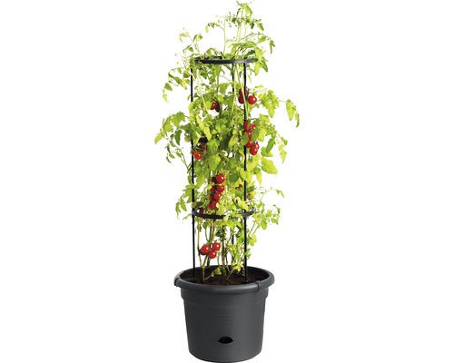 Plant de tomates avec support de croissance dans un pot