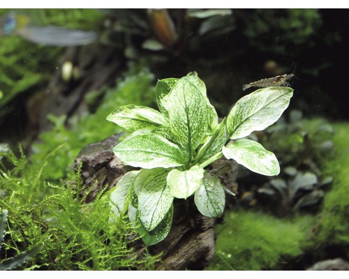 Plante d''aquarium sur un morceau de bois avec une crevette