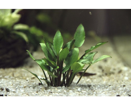 Plante d''aquarium sur sol en gravier
