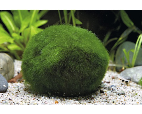 Boule de mousse dans un aquarium