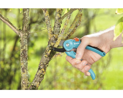 Gartenschere schneidet einen Ast