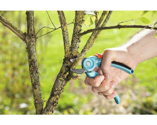 Eine Hand schneidet einen Ast mit einer Gartenschere.