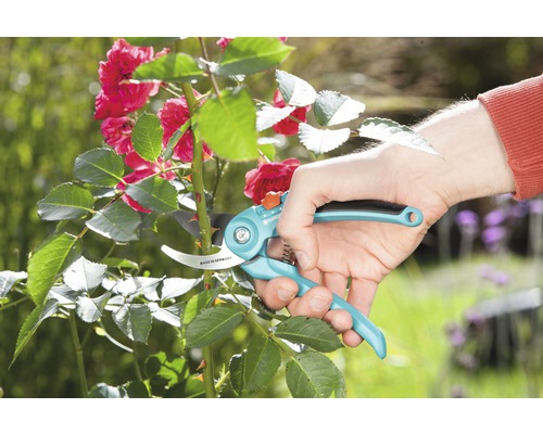 Gartenschere schneidet Rosenbusch