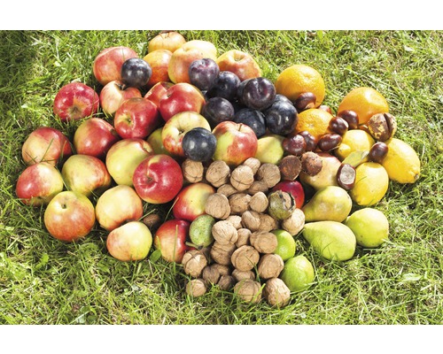 Fruits et noix sur l''herbe
