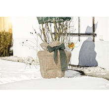 Eingepflanzter Strauch in Jute mit Schleife im Winter